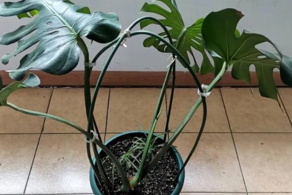 龟背竹吸甲醛吗，是可以吸收室内的甲醛的