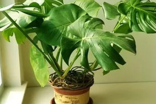 龟背竹吸甲醛吗，是可以吸收室内的甲醛的