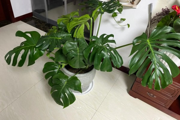 龟背竹吸甲醛吗，是可以吸收室内的甲醛的