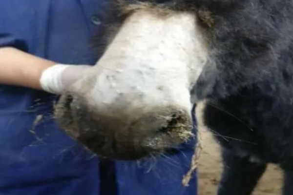 肉驴常见疾病的防治方法，不同疾病的防治方法不同