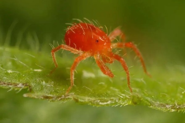 用什么药防治红蜘蛛,可以用阿维菌素、螺虫乙酯等