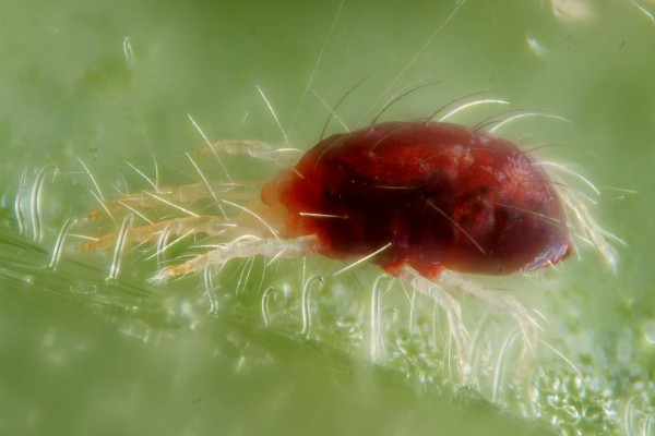 用什么药防治红蜘蛛,可以用阿维菌素、螺虫乙酯等
