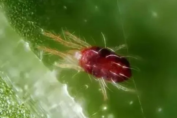 用什么药防治红蜘蛛,可以用阿维菌素、螺虫乙酯等