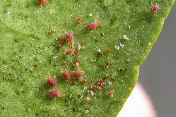 用什么药防治红蜘蛛,可以用阿维菌素、螺虫乙酯等