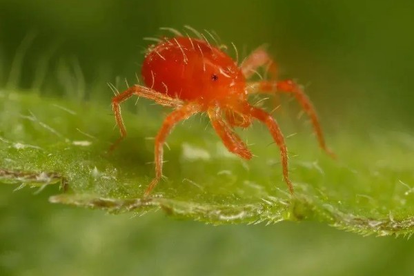 用什么药防治红蜘蛛,可以用阿维菌素、螺虫乙酯等