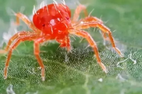 用什么药防治红蜘蛛,可以用阿维菌素、螺虫乙酯等