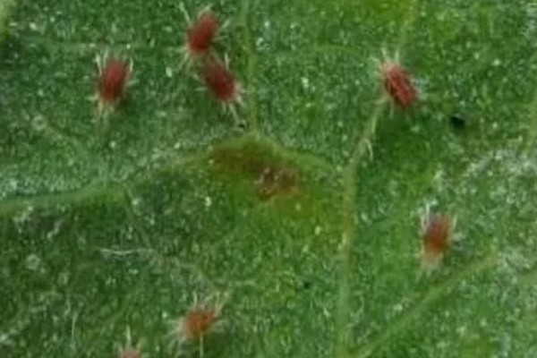 用什么药防治红蜘蛛,可以用阿维菌素、螺虫乙酯等