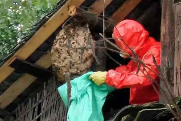 马蜂在家筑巢怎么处理，要尽早除去马蜂巢穴