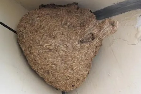 马蜂在家筑巢怎么处理，要尽早除去马蜂巢穴