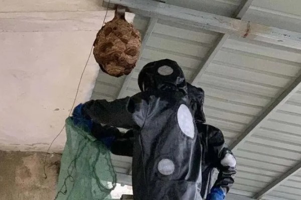 马蜂在家筑巢怎么处理，要尽早除去马蜂巢穴