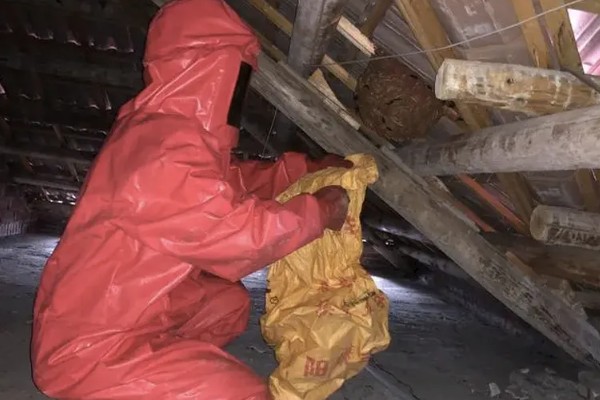 马蜂在家筑巢怎么处理，要尽早除去马蜂巢穴