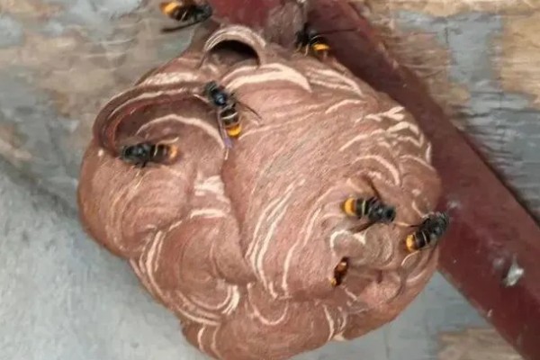 马蜂在家筑巢怎么处理，要尽早除去马蜂巢穴