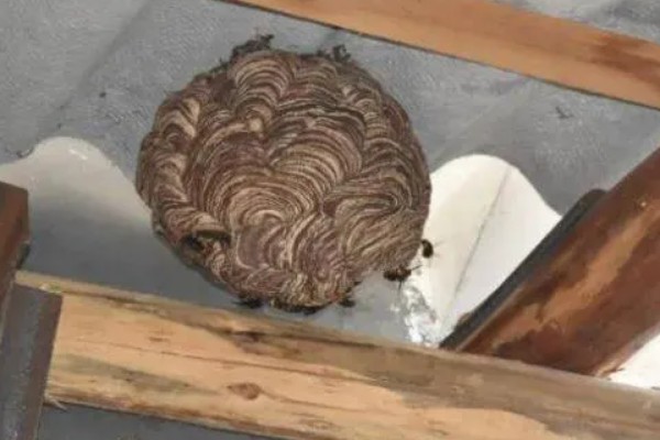 马蜂在家筑巢怎么处理，要尽早除去马蜂巢穴