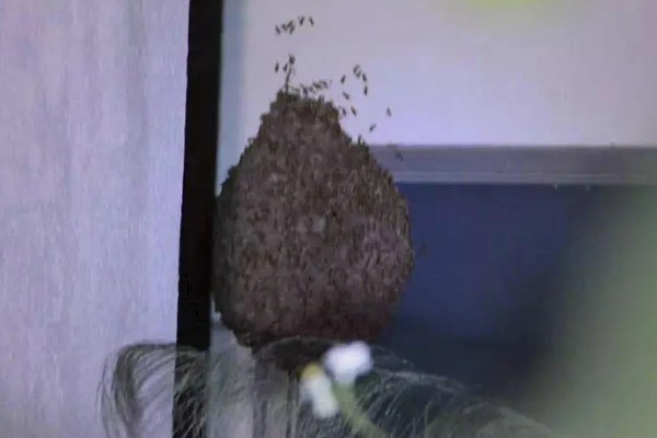 马蜂在家筑巢怎么处理，要尽早除去马蜂巢穴