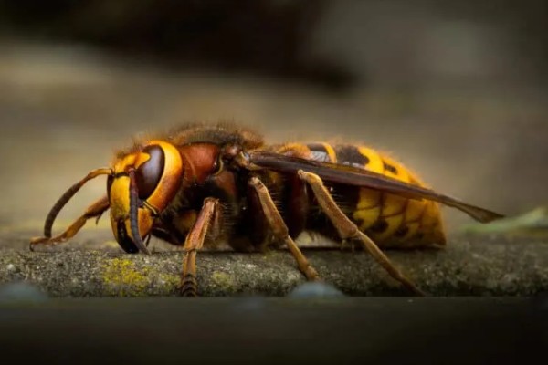 马蜂在家筑巢怎么处理，要尽早除去马蜂巢穴