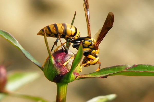 马蜂在家筑巢怎么处理，要尽早除去马蜂巢穴