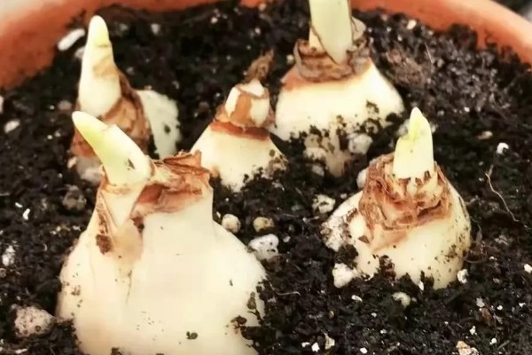 水培水仙花开完花后如何处理，在叶子枯萎掉落后将球茎取出