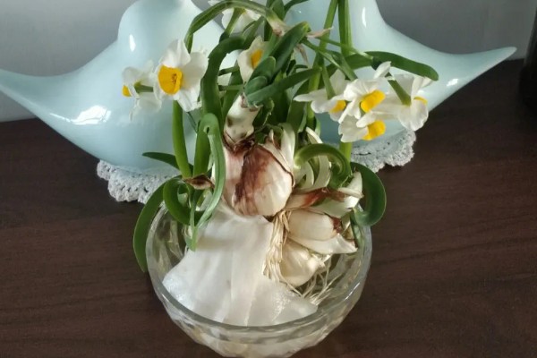 水培水仙花开完花后如何处理，在叶子枯萎掉落后将球茎取出