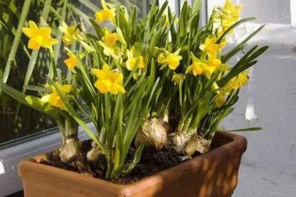 水培水仙花开完花后如何处理，在叶子枯萎掉落后将球茎取出