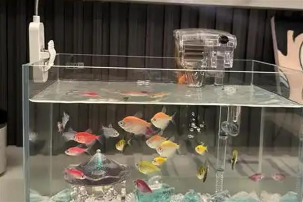 夏天金鱼怎么养，需要在鱼池上方加盖遮阳板