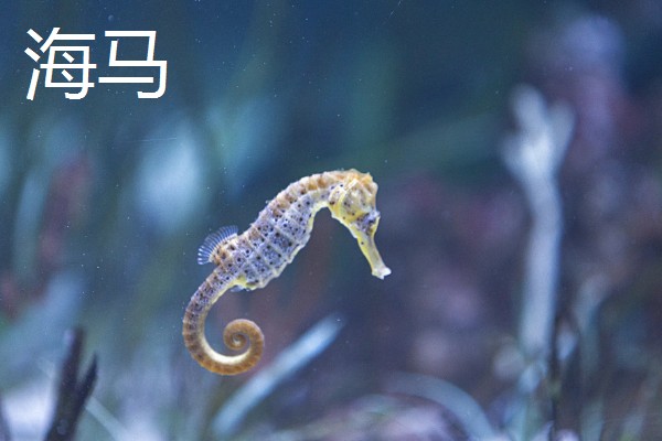 鱼的种类有哪些,常见的有海马、鲨鱼等