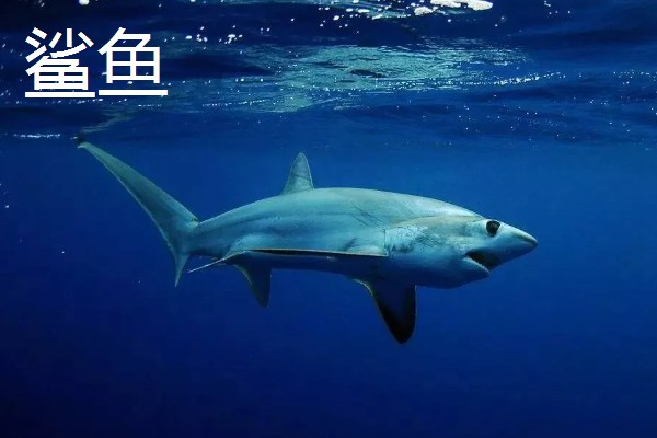 鱼的种类有哪些,常见的有海马、鲨鱼等