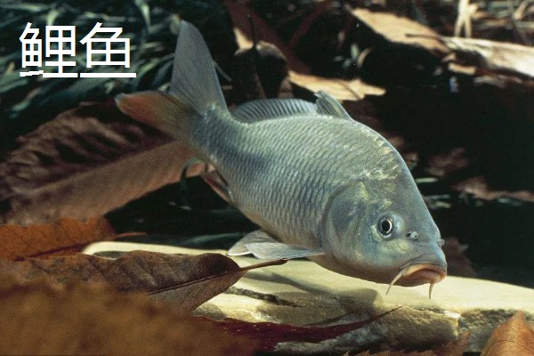 鱼的种类有哪些,常见的有海马、鲨鱼等