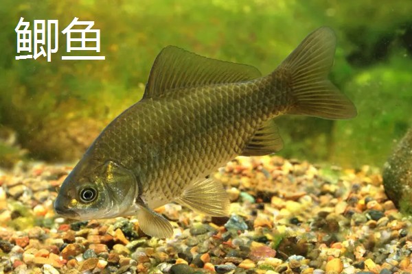 鱼的种类有哪些,常见的有海马、鲨鱼等