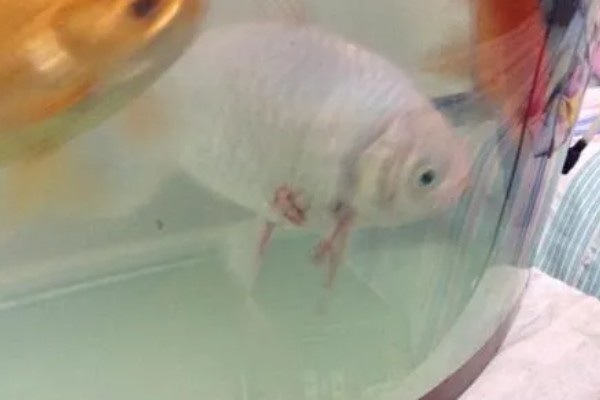 鱼的种类有哪些,常见的有海马、鲨鱼等