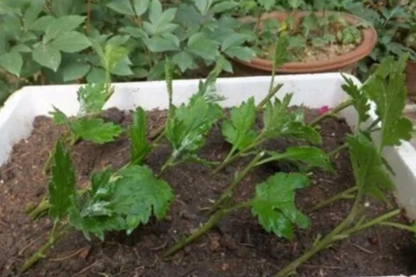 菊花如何繁殖,可扦插也可播种繁殖