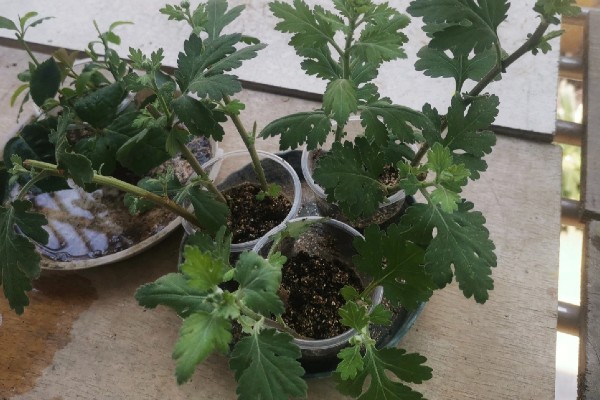 菊花如何繁殖,可扦插也可播种繁殖