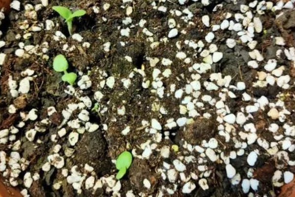 菊花如何繁殖,可扦插也可播种繁殖