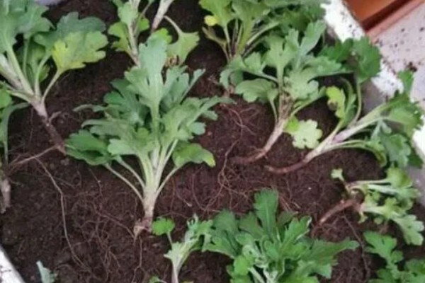 菊花如何繁殖,可扦插也可播种繁殖