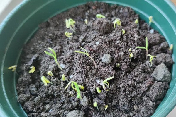 菊花如何繁殖,可扦插也可播种繁殖