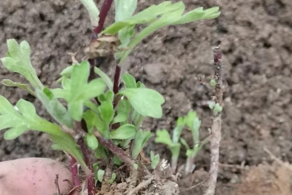 菊花如何繁殖,可扦插也可播种繁殖
