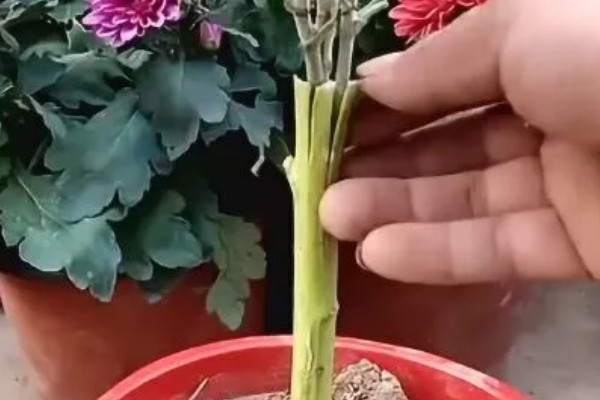 菊花如何繁殖,可扦插也可播种繁殖