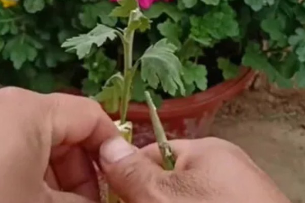 菊花如何繁殖,可扦插也可播种繁殖