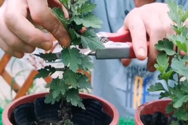 菊花如何繁殖,可扦插也可播种繁殖