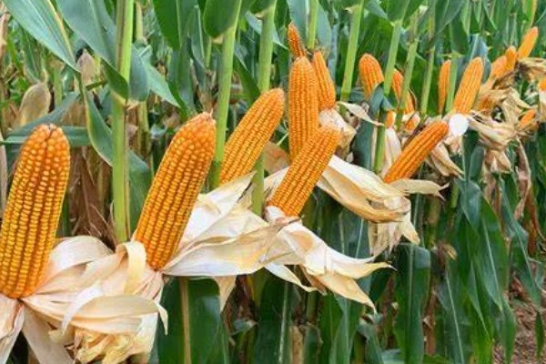 庆玉707玉米种简介，穗位高125厘米