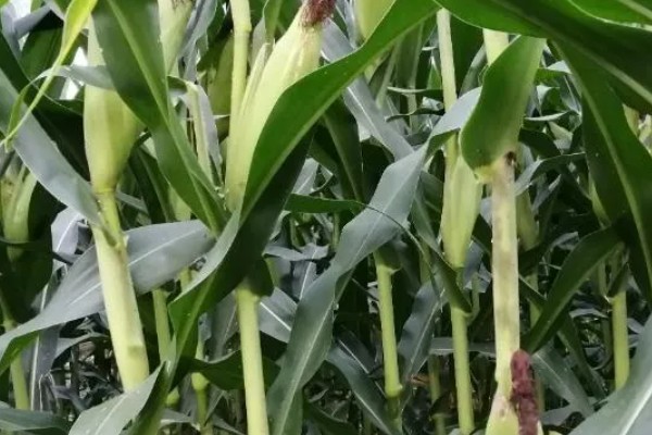 庆玉707玉米种简介，穗位高125厘米
