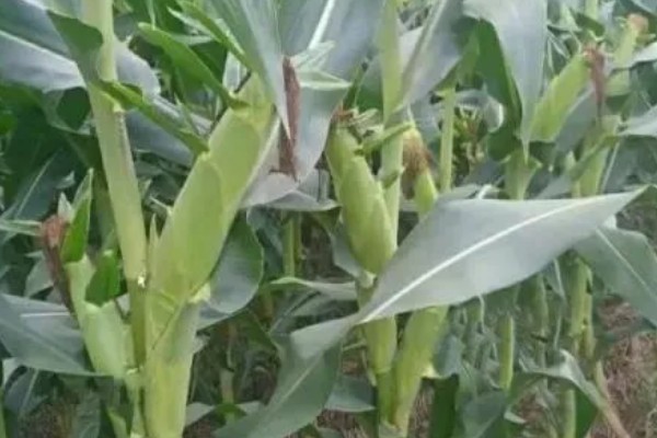 庆玉707玉米种简介，穗位高125厘米