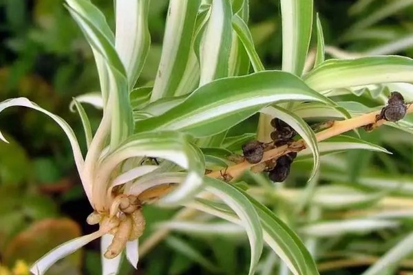 吊兰下面白色果实是什么，是吊兰的根和种子