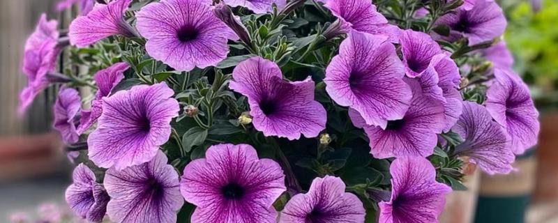 矮牵牛花谢了如何修剪，要及时修剪残花