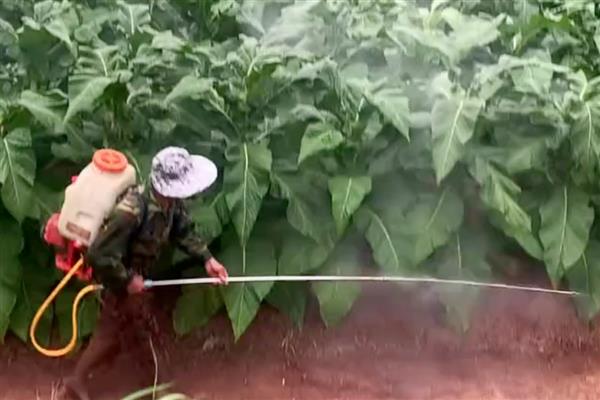 噻螨酮的特点，属于非感温型杀螨剂