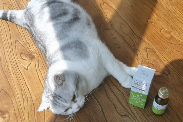 怎样给猫咪补钙，可选择宠物补钙产品