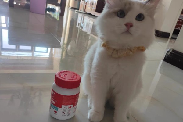 怎样给猫咪补钙，可选择宠物补钙产品