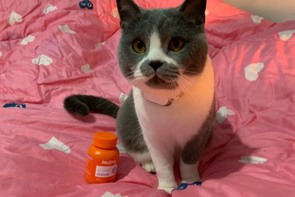 怎样给猫咪补钙，可选择宠物补钙产品