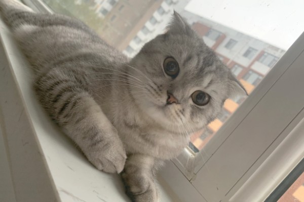 怎样给猫咪补钙，可选择宠物补钙产品