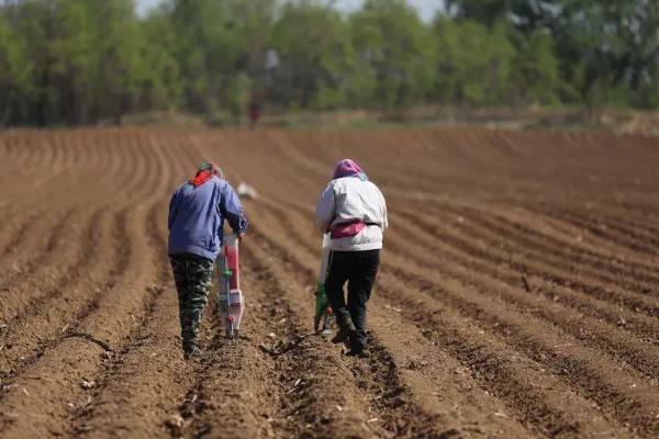 包菜的育苗方法，对畦面浇水后再均匀撒播