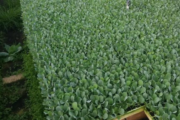 包菜的育苗方法，对畦面浇水后再均匀撒播